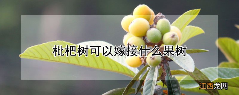 枇杷树可以嫁接什么果树