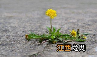 哪些植物怎样传播种子 不同植物传播种子的方式