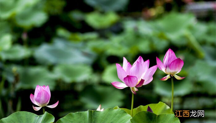 怎样种植碗莲种子视频 怎样种植碗莲