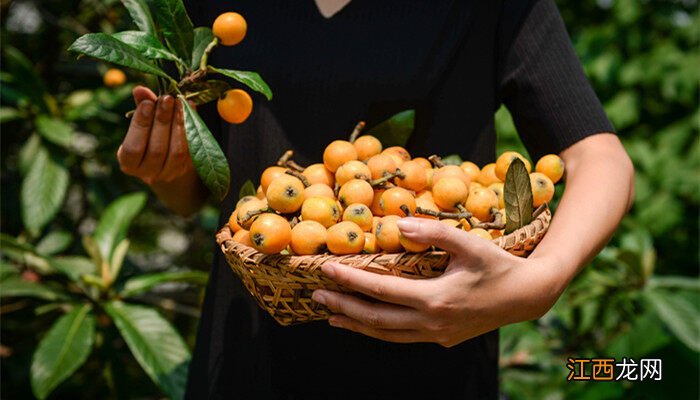 枇杷种子怎么育苗什么时间育 枇杷种子怎么育苗