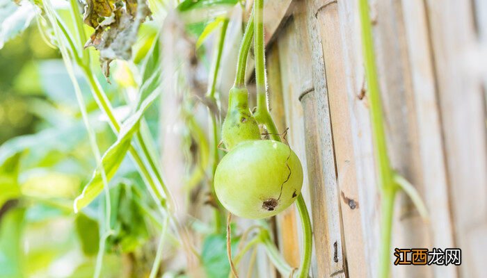 葫芦籽怎么在家里种植 葫芦籽怎么在家里种