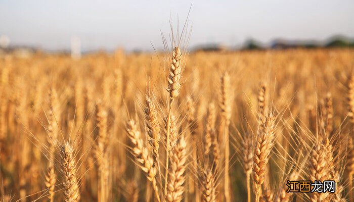 春小麦和冬小麦种植和收时间 春小麦和冬小麦区别