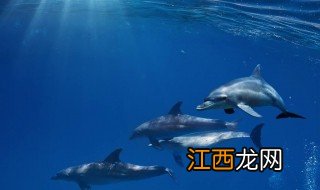 海豚用什么呼吸 海豚是怎样呼吸