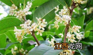 桂花有哪些颜色 桂花有几种颜色