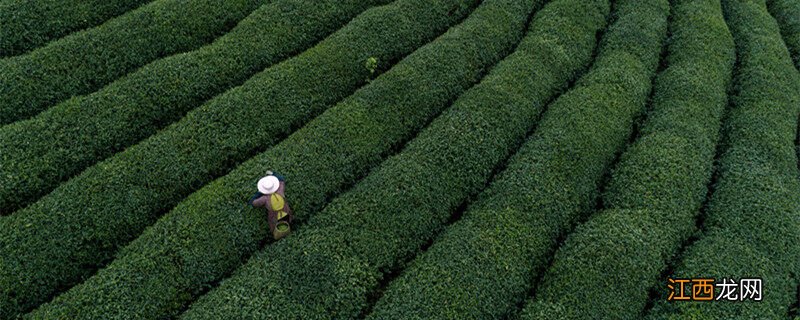 龙井茶原产地是哪里 龙井茶原产地