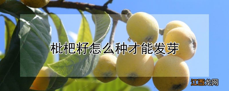 枇杷籽怎么种才能发芽