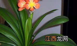 家里适合养什么花 适合在家里养的花朵介绍