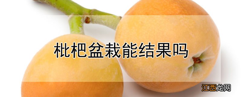 枇杷盆栽能结果吗