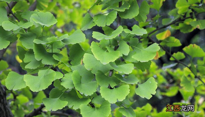 裸子植物有花和果实吗 初中 裸子植物有花和果实吗