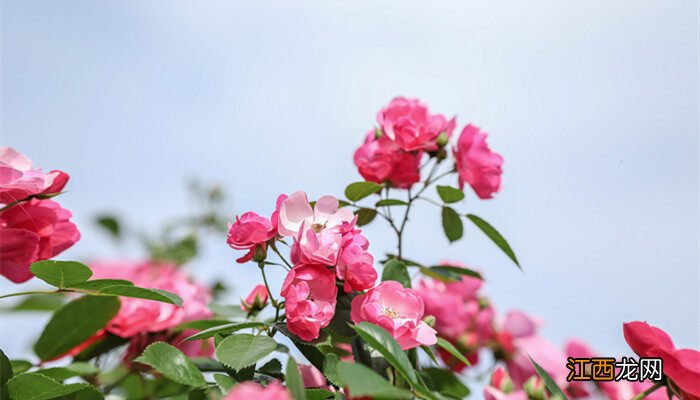 月季花的品种都有哪些 月季花的品种