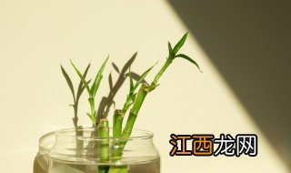 富贵竹长出新芽怎么处理 富贵竹发芽正常吗