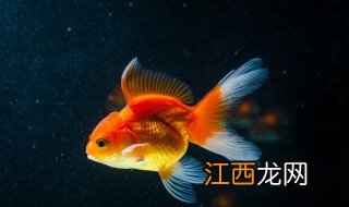 金鱼苗受伤怎么处理 应该如何用药