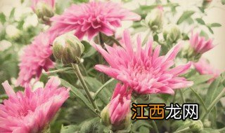 如何醒花 怎样醒花