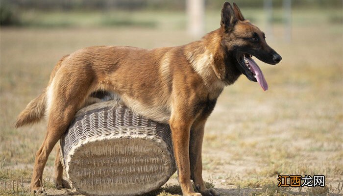 警犬品种排名 警犬品种