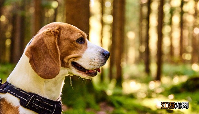 警犬品种排名 警犬品种