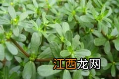 吃什么水果可以保护眼睛？护眼的水果食物有哪些？