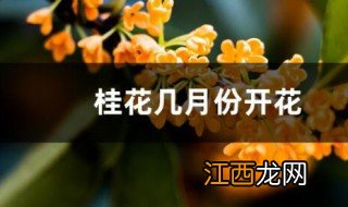 桂花树什么时候开花 桂花几月份开花