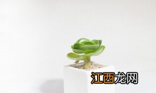 盆栽小植物方法 怎样移植盆栽小植物