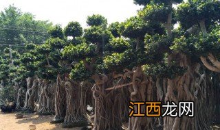 龙泉树的养殖方法 怎样养植龙泉树