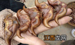 菱角种子种植方法 菱角种子种植方法简单介绍