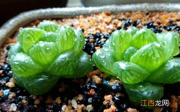 狗交配时间长的原因