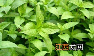 荆芥最佳种植方法 荆芥如何种植