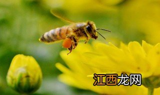 秋季养蜜蜂方法 秋季养蜜蜂方法简述