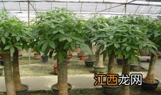 发财树膨大方法 发财树膨大方法解释