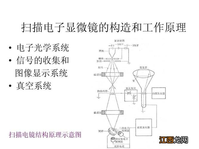 格力犬喂什么粗粮