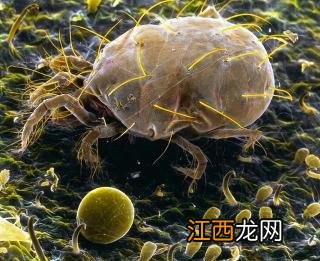 欠钱无偿还能力是否要坐牢