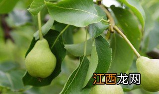种梨的正确方法 如何整形修剪