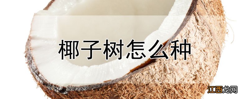 椰子树怎么种