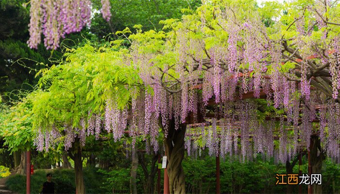 紫藤花 紫藤的花语和寓意