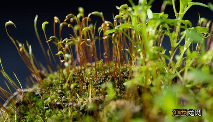 盆景里的苔藓怎么养护 盆景里的苔藓怎么养