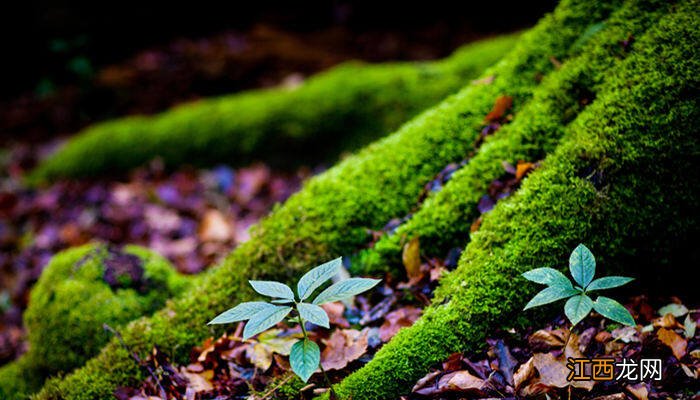 盆景里的苔藓怎么养护 盆景里的苔藓怎么养