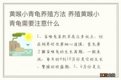 黄喉小青龟养殖方法 养殖黄喉小青龟需要注意什么