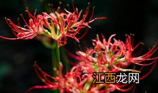 鹤红花的栽培方法 鹤红花如何种植栽培