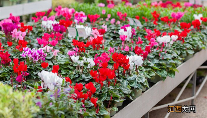 仙客来的花语介绍图片 仙客来的花语介绍