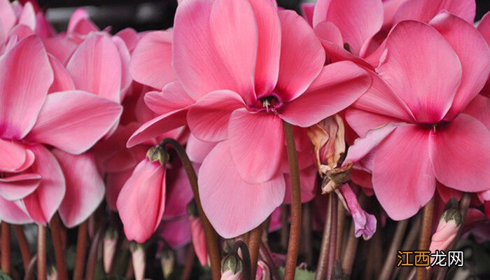 仙客来的花语介绍图片 仙客来的花语介绍