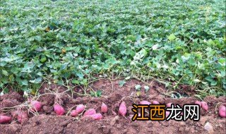 红薯什么时候种植最好 地瓜什么时候种