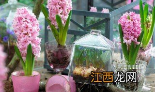 风信子什么时候种植 风信子的种植时间及种植方法