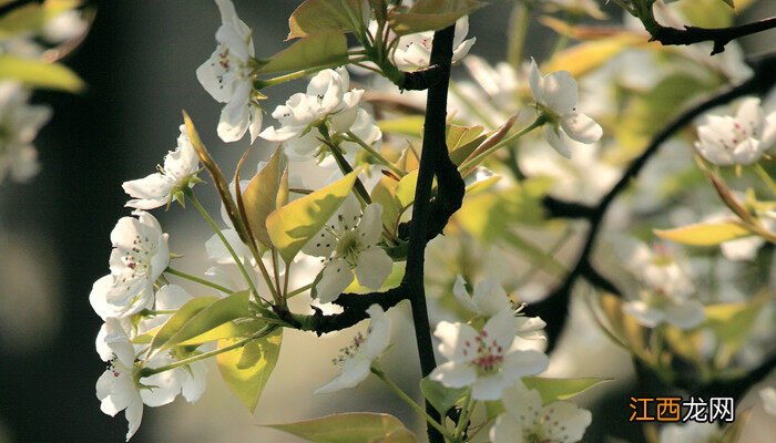 梨花的花语及象征意义是什么 梨花的花语及象征意义