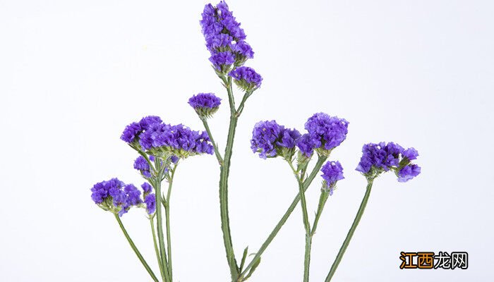 勿忘草图片 勿忘草的花语和寓意