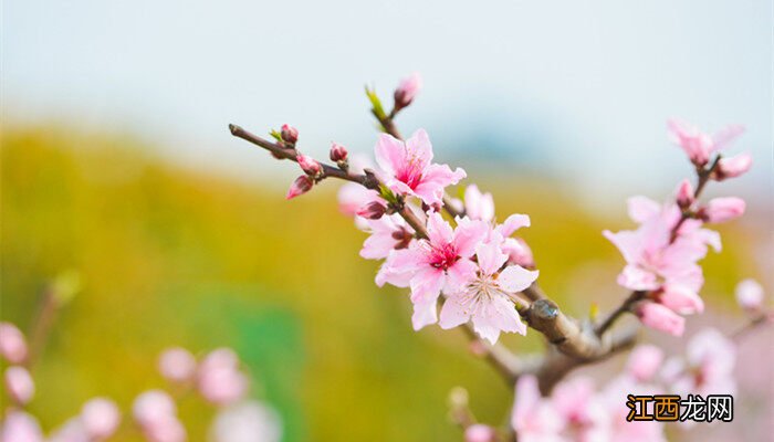 桃花的特征是什么样的 桃花的特征是什么