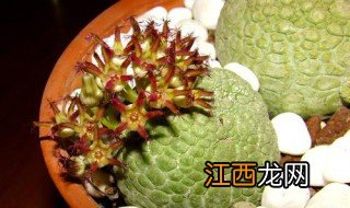 凝蹄玉种植方法 种植凝蹄玉需要注意什么