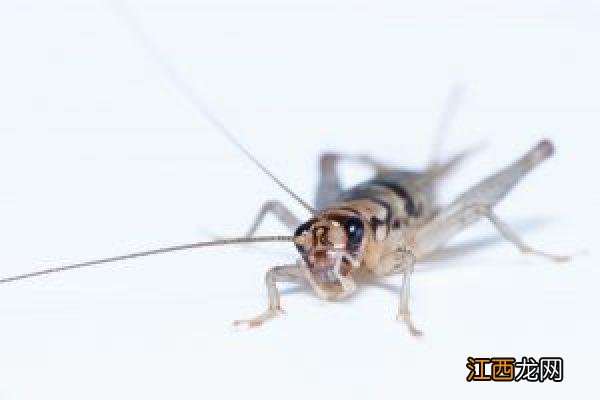 华为动态屏保怎么设置