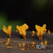 柚子里面流水还能吃吗