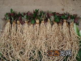 三五烟的产地是哪里