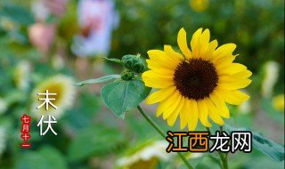 向日葵为什么总是向着太阳 什么原因向日葵会向着太阳