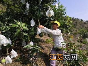 高级美容师证补贴怎么领